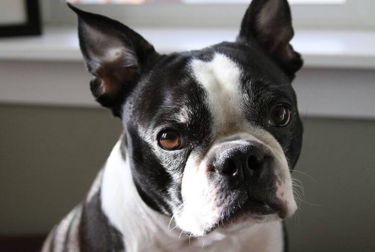 Everything You Want To Know About Boston Terriers