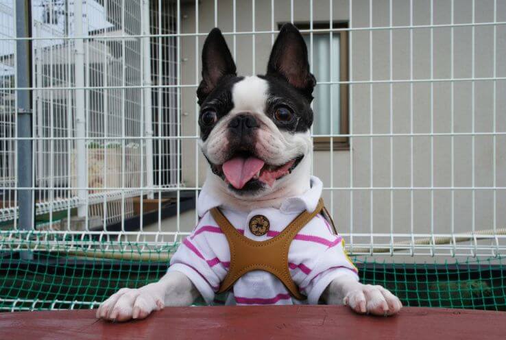 Meet Your Boston Terrier - Everything You Want To Know About Boston Terriers