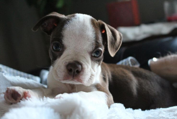 Boston Terrier Is Called Little American Gentlemen Among All The Dogs