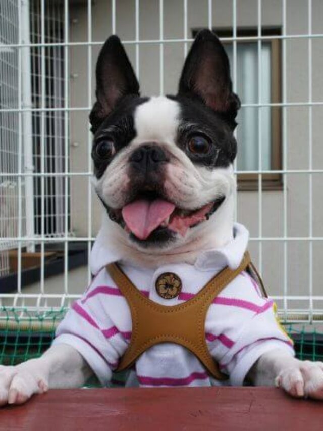 Everything You Want To Know About Boston Terriers