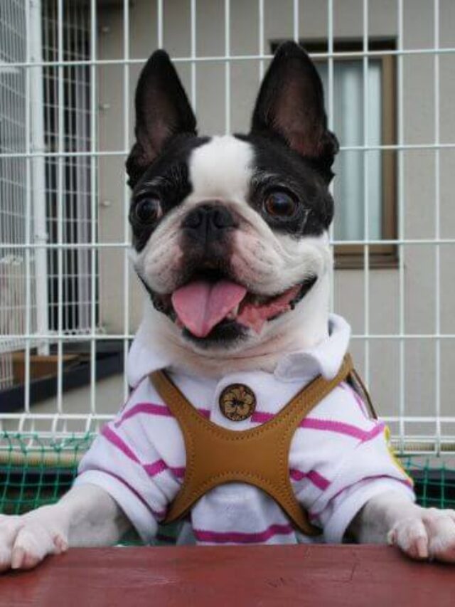 cropped-Meet-Your-Boston-Terrier.jpg