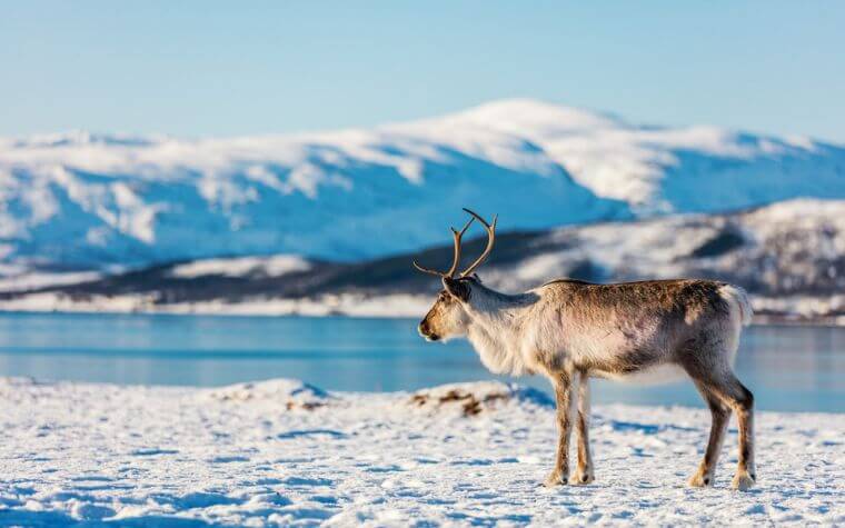 Reindeer